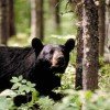 Black bear near an area of berry bushes right off of the Gunflint Trail 