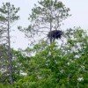 An eagle nest - eagle populations have risen dramatically in recent years 