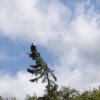 An eagle sitting in a tree along the Hungry Jack Lake shoreline 