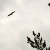 An eagle soaring over Honeymoon Bluff on a cloudy day 