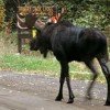 Moose spotting