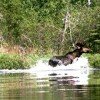 A startled moose running out of the lake at the west end of Hungry Jack Lake 
