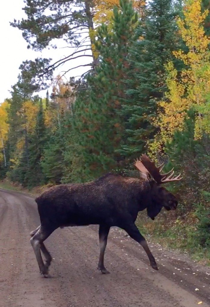 gunflint-trail-moose-viewing